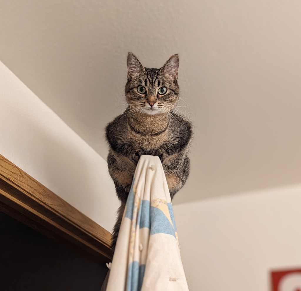 A tabby cat sits precariously atop a door. 